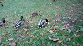 Ducks feeding