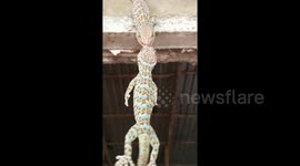 The gecko tried to help another gecko from falling off the wal