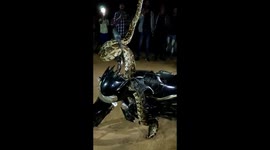 Wild python climbs parked bike and appears to dance