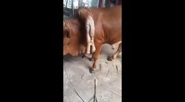 The cow has six legs and two tails