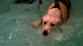 Very cute Golden Labrador first swimming lesson