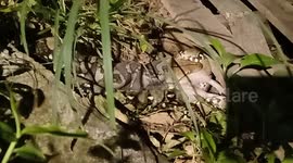 Wild python swallows rat in four big gulps after catching it in wasteland
