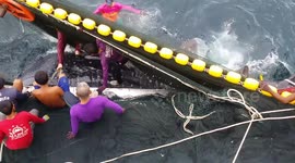 Fishermen save endangered whale shark trapped in trawler's net
