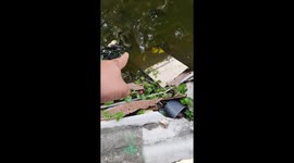 Strange fish leaps from water after being teased by stunned local