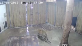 Two-year-old Israeli mauled by leopard after relative opens zoo enclosure