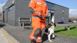 Danger dog: brave dog goes into disaster zones with own uniform, boots included