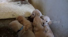 Really cute Labrador puppies