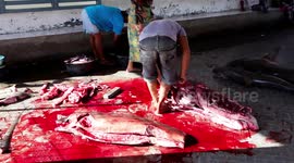 Tanjung Luar Shark Market