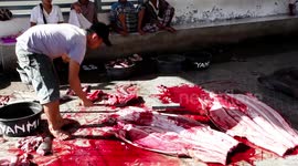 Tanjung Luar Shark Market