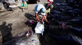Tanjung Luar Shark Market
