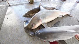 Tanjung Luar Shark Market