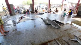 Tanjung Luar Shark Market