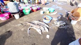 Tanjung Luar Shark Market