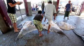 Tanjung Luar Shark Market