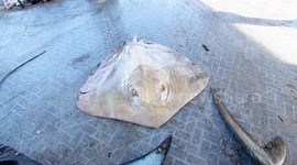 Tanjung Luar Shark Market