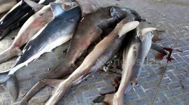 Tanjung Luar Shark Market