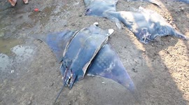 Tanjung Luar Shark Market