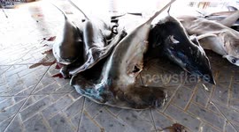 Tanjung Luar Shark Market