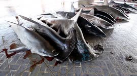 Tanjung Luar Shark Market