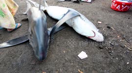 Tanjung Luar Shark Market