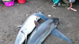 Tanjung Luar Shark Market