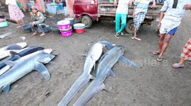 Tanjung Luar Shark Market