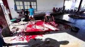 Tanjung Luar Shark Market