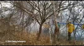 Volunteers fight the Amazon fire in the Chiquitania, Bolivia