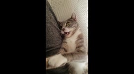 Over-excited cat has crazy expression