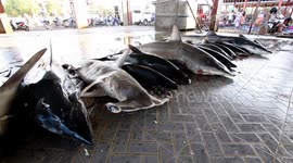Endangered sharks, whales and rays butchered at Indonesian market