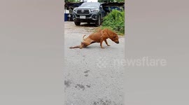 Clever dog fakes broken leg to get attention from passersby