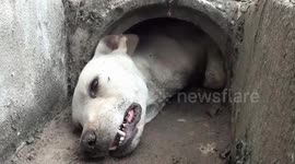 Dog rescued after getting stuck in concrete drain pipe