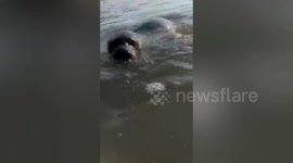 Wild seal greets and kisses swimmers at popular beach