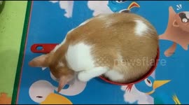 funny behavior of a tail sleeping in the shower bath