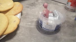 Move over Cookie Monster, this baby bird wants your treats!