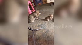 Kitten has same movements as grandmother during face washing