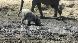 Playful baby elephant loves ploughing his face through the mud in South Africa