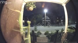 Praying mantis caught inspecting doorbell camera in Canada