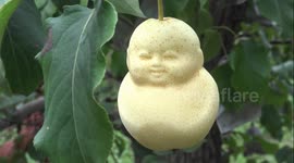 Chinese farmer grows bizarre baby-shaped pears