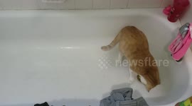 Kitten Quidditch