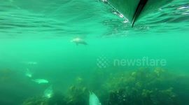 Incredible moment UK kayaker surprised by friendly pod of Atlantic grey seals