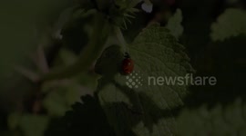 Ladybird Clip Close Up