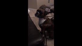 Boxer puppy sings for you