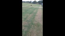 homeless dog run with me on the field (homeless dog get in car and get agressive)