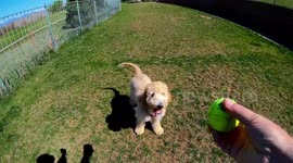 Golden doodle can't catch a ball