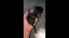 Berlioz