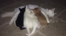 Duchess and Kittens Nursing
