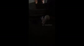 Duchess and Kittens playtime