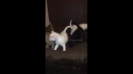 Kittens exploring.