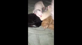 Newborn Kittens